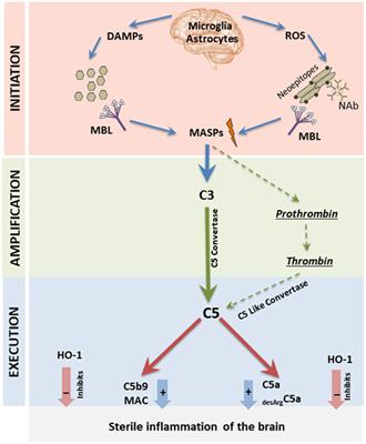 Sterile Inflammation of Brain, due to Activation of Innate Immunity, as a Culprit in Psychiatric Disorders